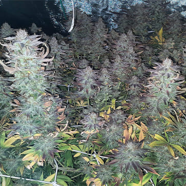 Семена конопли Amnesia Outlaw Feminised Silver